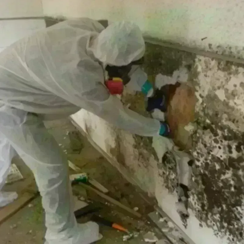 Mold Remediation and Removal in Williamston, MI